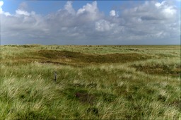 DSC01299.jpg