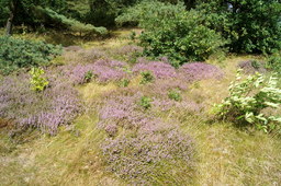 DSC01391.jpg