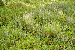 DSC01402.jpg