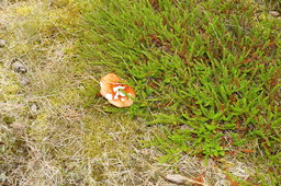 DSC01403.jpg