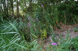 DSC01932.jpg