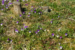 DSC05352.jpg