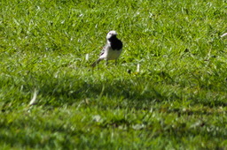 DSC05394.jpg